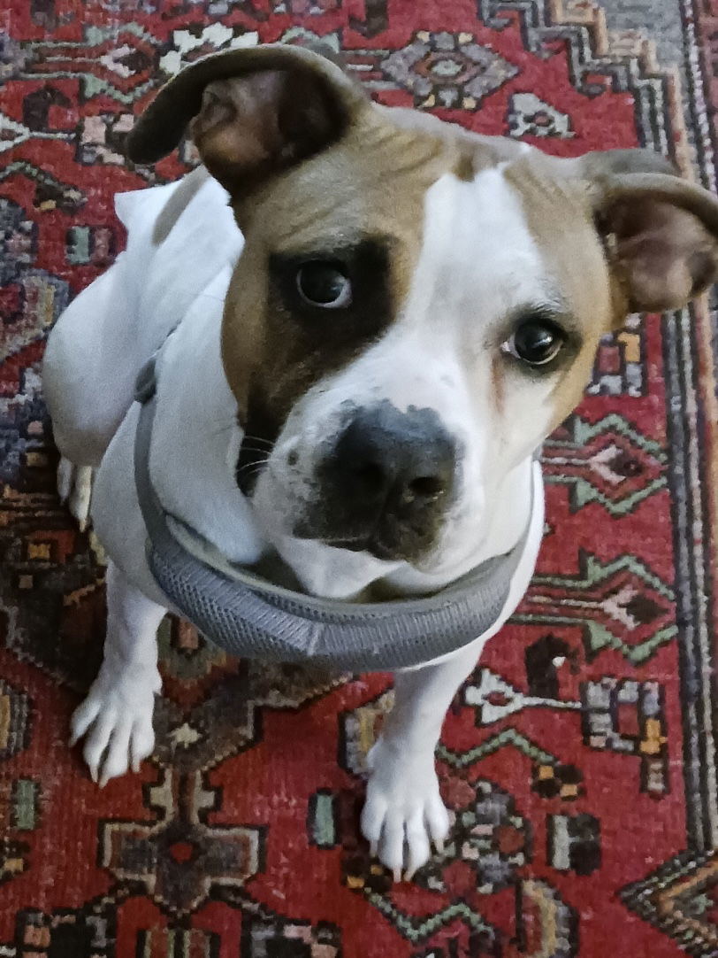 Katla