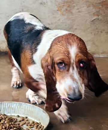 CHOCOLATO - ADOPTION PENDING!