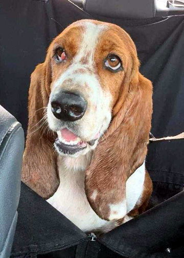 CHOCOLATO - ADOPTION PENDING! 2