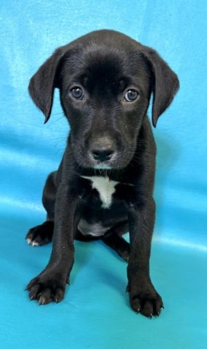 Autumn, Baby Female Dutch Shepherd