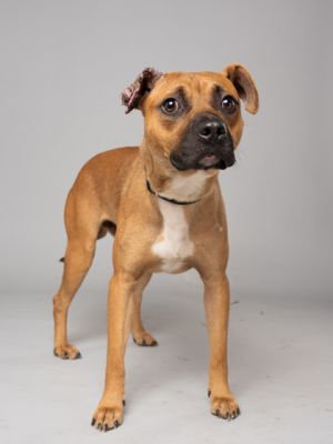 Flint Flash, Adult Male Mixed Breed