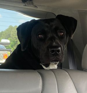Please contact ADOPTION adoptdoggieharmonyorg for more information about this petawesome with e