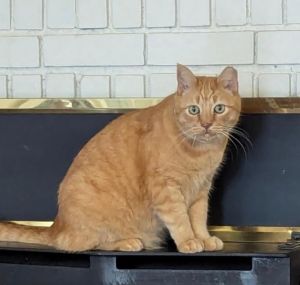 Left Behind But Not Left Behind Forever Meet Bali - 9 years young neutered microchipped and full