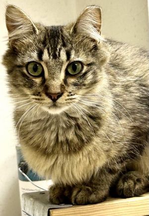 Sunny is a two-year-old long-haired beauty with a heart as soft as her fluffy coat Shes affectiona