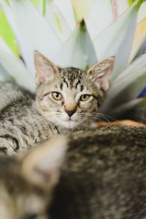 PopRox - pink collar, Baby Female Domestic Short Hair