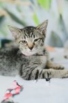 PopRox - pink collar photo 2