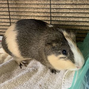 Hello out there all you wonderful people my name is Squeaker Im an active unaltered male Guinea 