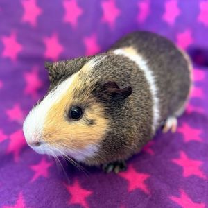 Hello out there all you wonderful people my name is Squeaker Im an active unaltered male Guinea 