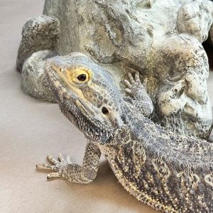 Hi Pokmon trainers Im Tyranitar Im an adventurous adult male bearded dragon ready to rock your w