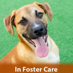 Hi everyone my name is Bucky Im a 5 month old neutered male Pit Bull Terrier Mix with Tan and