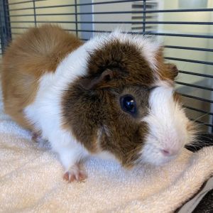 Hello friends my name is Fluffy Im an adorable unaltered male guinea pig looking to make a new f