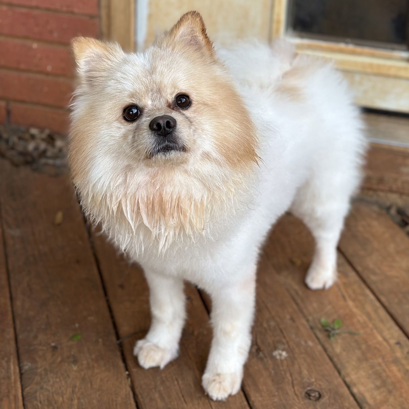 Astro