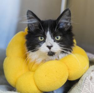 Weave, Baby Female Domestic Medium Hair