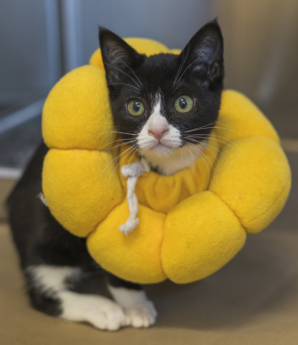 Embroider, an adoptable Domestic Medium Hair in Kennewick, WA, 99336 | Photo Image 1
