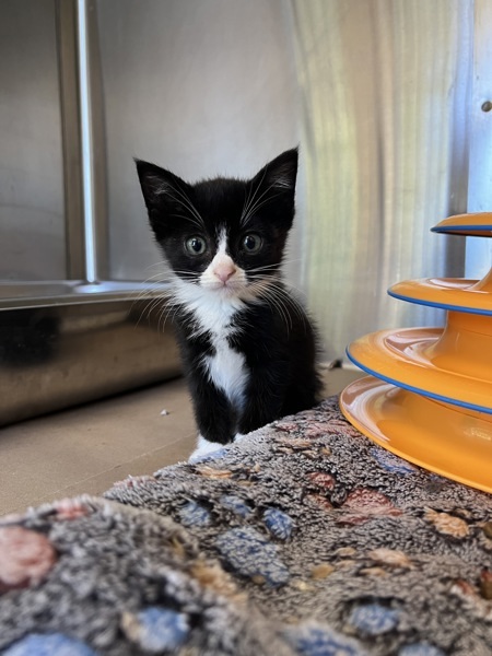 Embroider, an adoptable Domestic Medium Hair in Kennewick, WA, 99336 | Photo Image 2