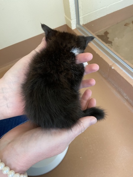Embroider, an adoptable Domestic Medium Hair in Kennewick, WA, 99336 | Photo Image 3