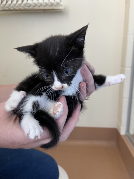 Embroider, an adoptable Domestic Medium Hair in Kennewick, WA, 99336 | Photo Image 5