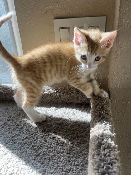 Otis