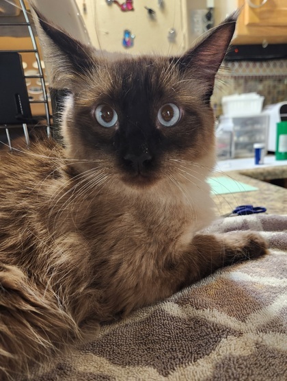 Stormy aka Moose