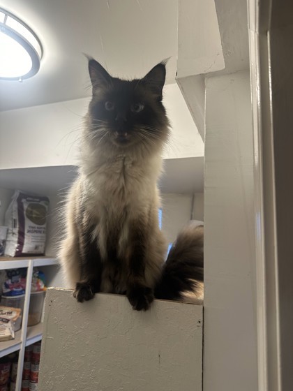 Stormy aka Moose