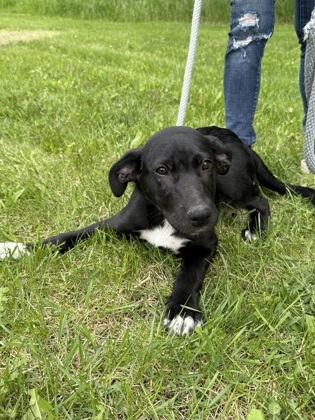 Atari, an adoptable Cattle Dog, Great Dane in Fergus Falls, MN, 56537 | Photo Image 1