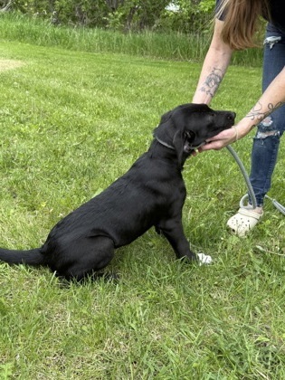 Atari, an adoptable Cattle Dog, Great Dane in Fergus Falls, MN, 56537 | Photo Image 2
