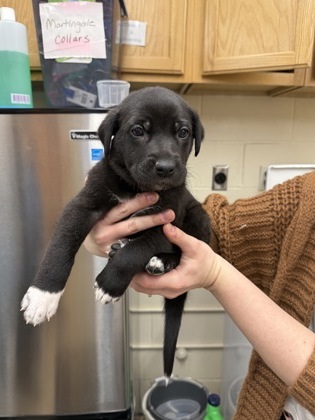 Atari, an adoptable Cattle Dog, Great Dane in Fergus Falls, MN, 56537 | Photo Image 3