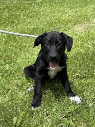 Nintendo, an adoptable Cattle Dog, Great Dane in Fergus Falls, MN, 56537 | Photo Image 1