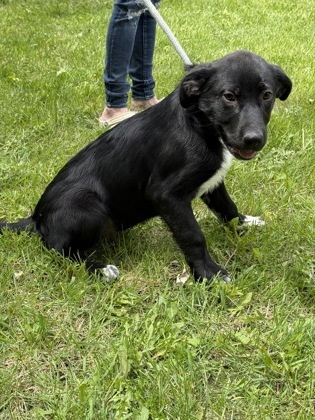 Nintendo, an adoptable Cattle Dog, Great Dane in Fergus Falls, MN, 56537 | Photo Image 2