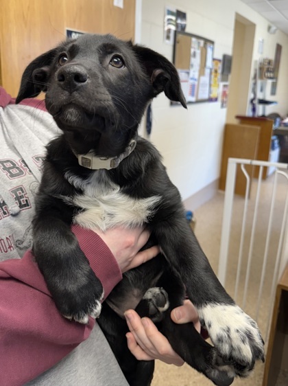 Nintendo, an adoptable Cattle Dog, Great Dane in Fergus Falls, MN, 56537 | Photo Image 3