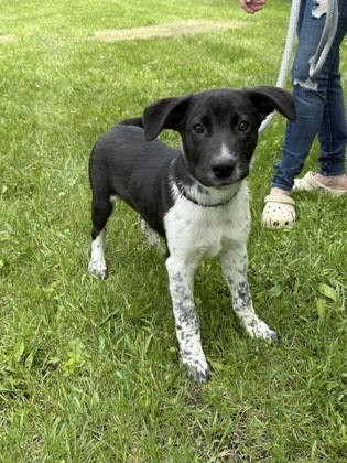 Xbox, an adoptable Cattle Dog, Great Dane in Fergus Falls, MN, 56537 | Photo Image 1