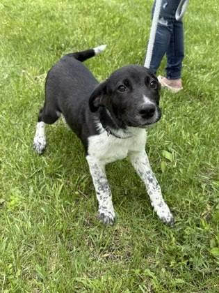 Xbox, an adoptable Cattle Dog, Great Dane in Fergus Falls, MN, 56537 | Photo Image 2