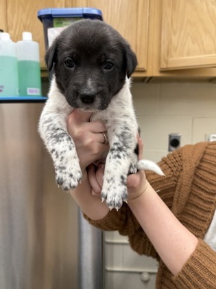 Xbox, an adoptable Cattle Dog, Great Dane in Fergus Falls, MN, 56537 | Photo Image 3