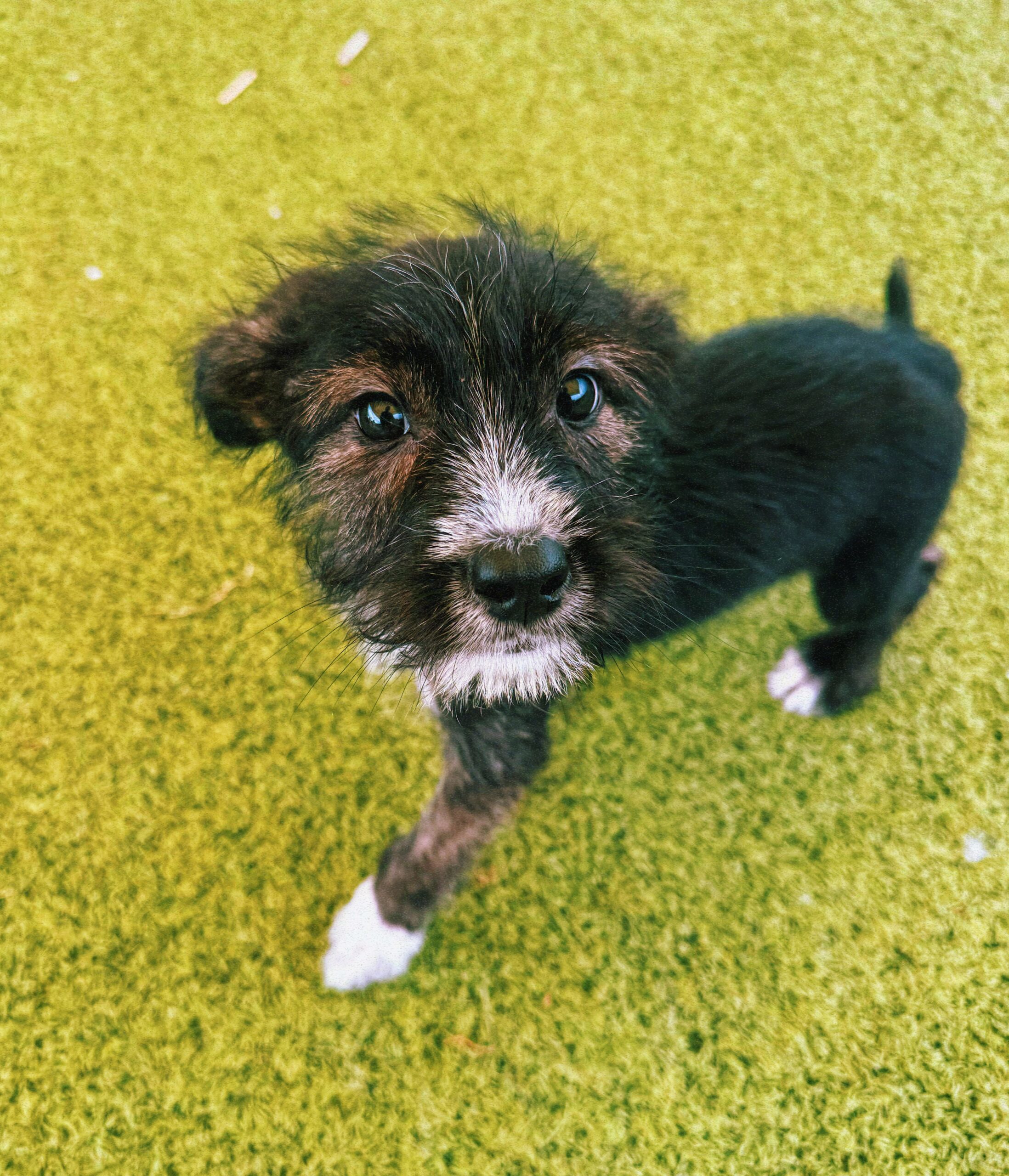 Nathaniel, an adoptable Rat Terrier, Australian Cattle Dog / Blue Heeler in Hays, KS, 67601 | Photo Image 1