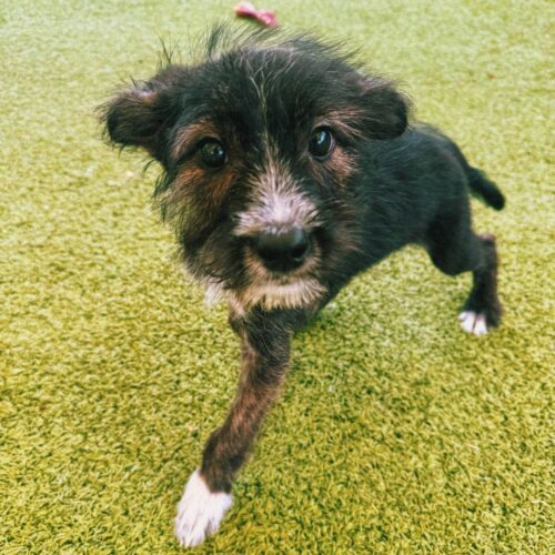 Nathaniel, an adoptable Rat Terrier, Australian Cattle Dog / Blue Heeler in Hays, KS, 67601 | Photo Image 2