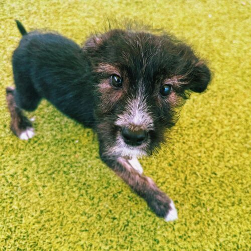 Nathaniel, an adoptable Rat Terrier, Australian Cattle Dog / Blue Heeler in Hays, KS, 67601 | Photo Image 3