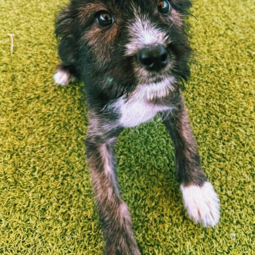 Nathaniel, an adoptable Rat Terrier, Australian Cattle Dog / Blue Heeler in Hays, KS, 67601 | Photo Image 4