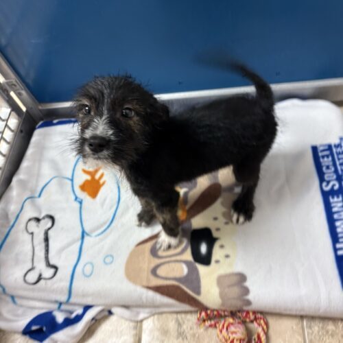 Nathaniel, an adoptable Rat Terrier, Australian Cattle Dog / Blue Heeler in Hays, KS, 67601 | Photo Image 5