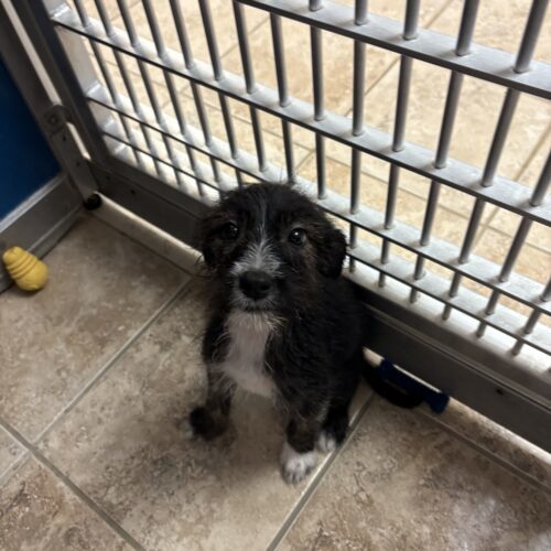 Nathaniel, an adoptable Rat Terrier, Australian Cattle Dog / Blue Heeler in Hays, KS, 67601 | Photo Image 6