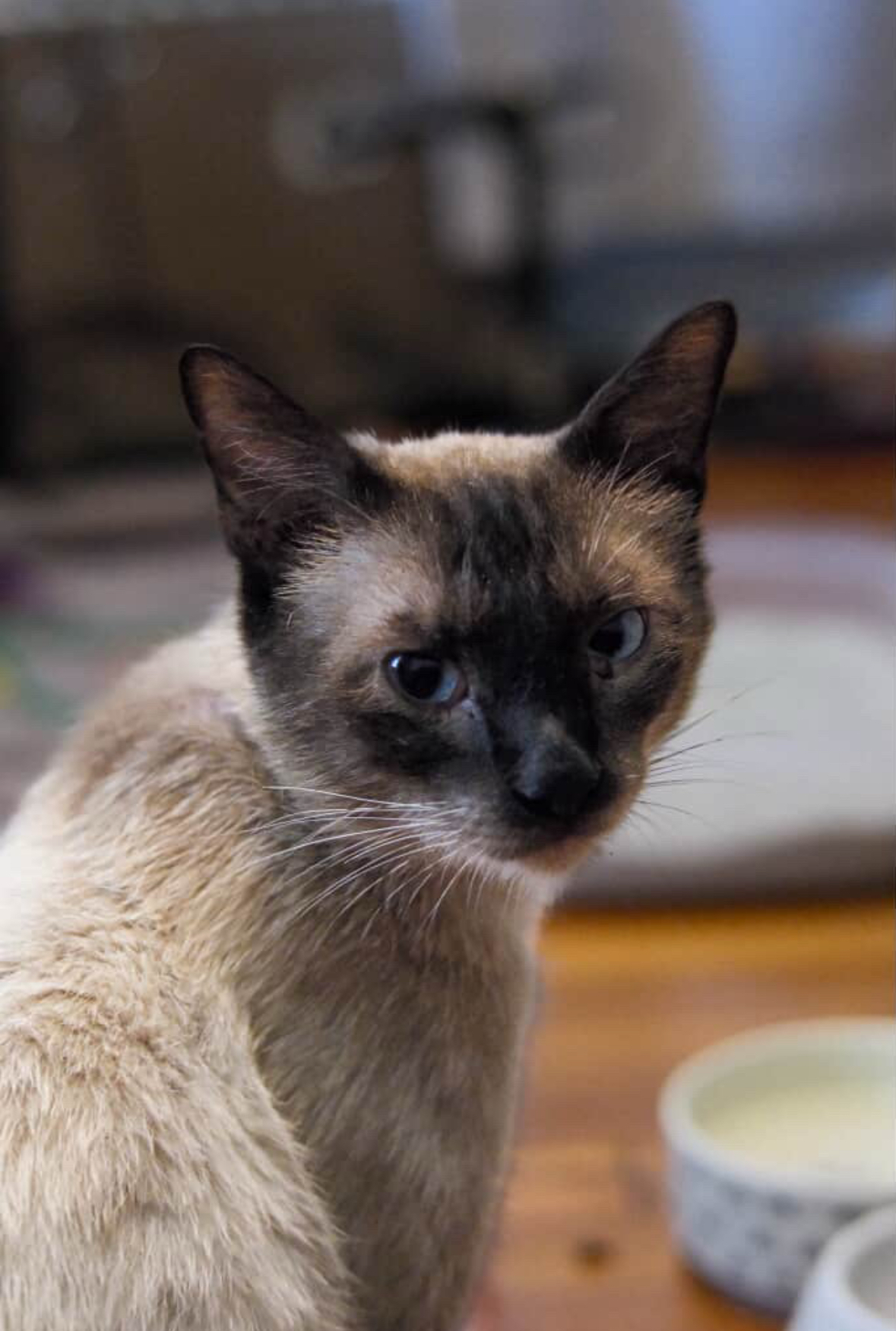 Meowth, an adoptable Siamese in Sullivan City, TX, 78595 | Photo Image 1