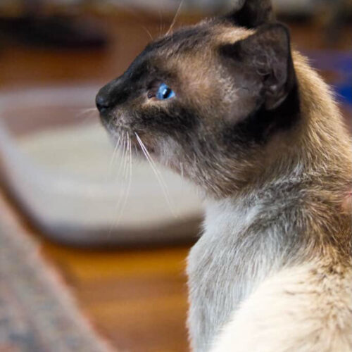 Meowth, an adoptable Siamese in Sullivan City, TX, 78595 | Photo Image 2