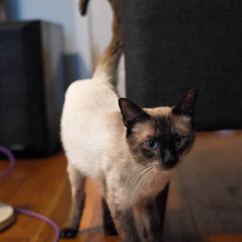 Meowth, an adoptable Siamese in Sullivan City, TX, 78595 | Photo Image 3
