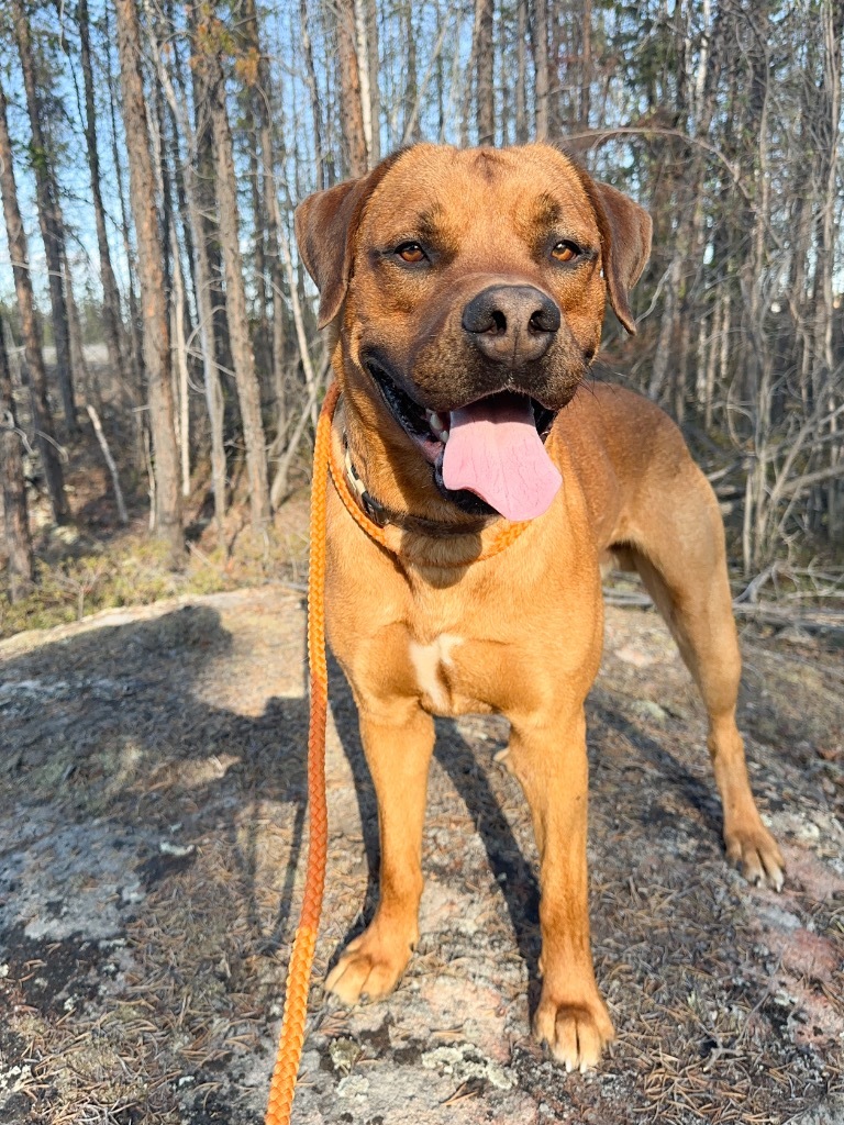 Koda