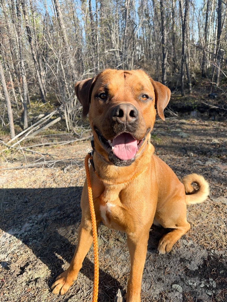 Koda