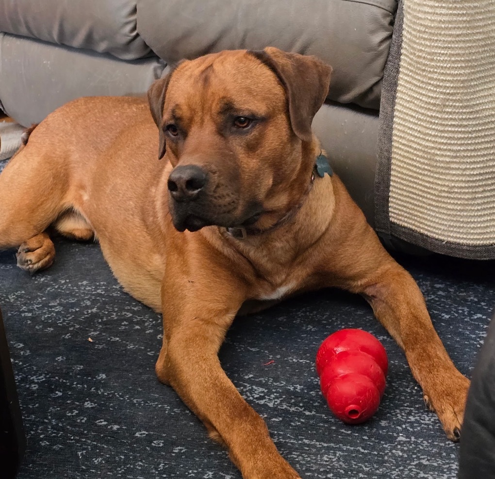 Koda