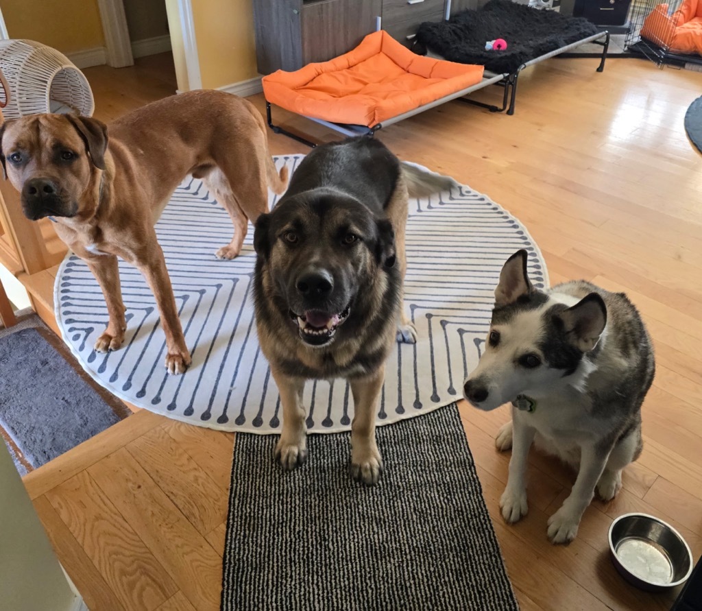 Koda
