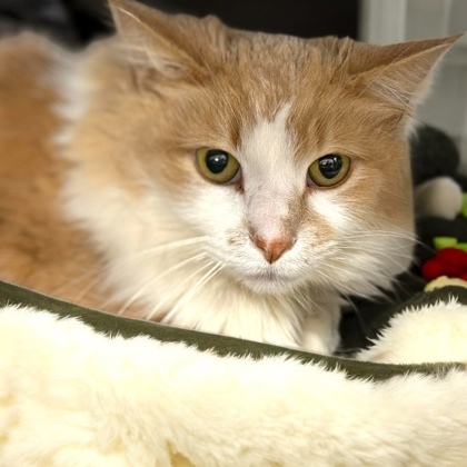 Newton, an adoptable Domestic Short Hair in Gwinn, MI, 49841 | Photo Image 1