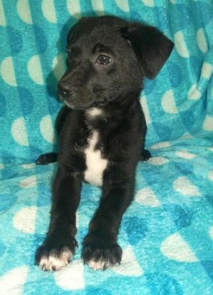 Molly, Baby Female German Shepherd Dog