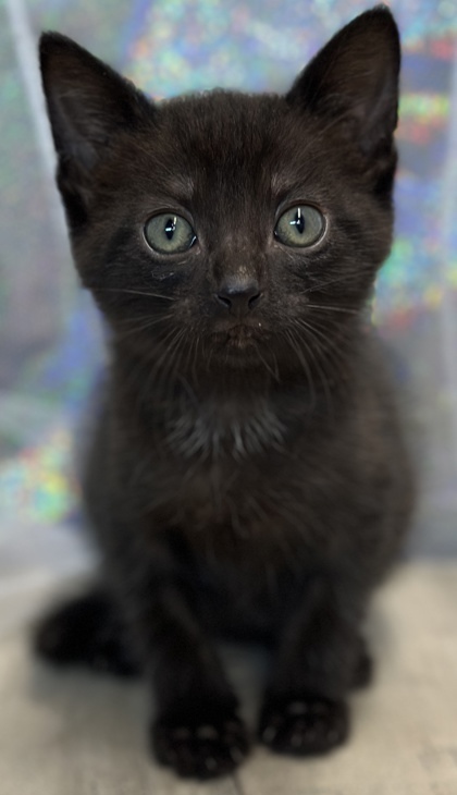 Fluffy 1