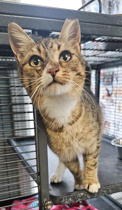 Toast-Yay, an adoptable Domestic Short Hair in Pendleton, OR, 97801 | Photo Image 1